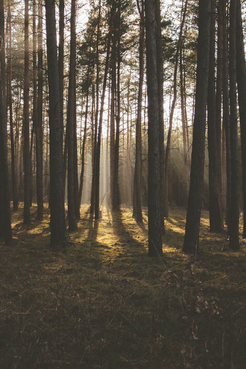 Безкоштовне стокове фото на тему «Денне світло, дерева, з підсвіткою»