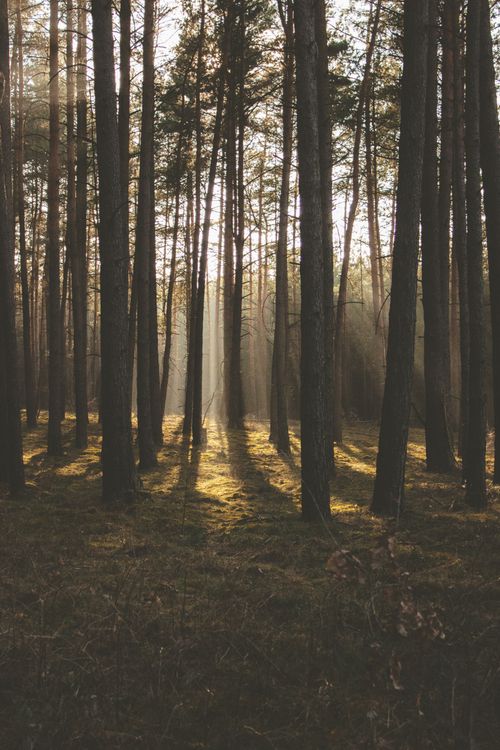 Free Discover the tranquil beauty of Rheinsberg's misty pine forest at daylight, revealing nature's calming essence. Stock Photo