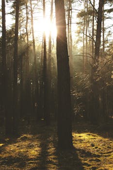 迷人的阳光穿过莱茵斯堡宁静的森林，展现出自然美景