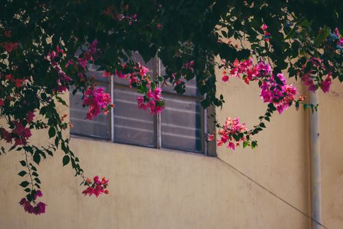Free Colorful bougainvillea flowers climb an old wall in Kolkata, India, evoking a sense of spring. Stock Photo