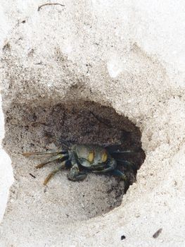 Close-up of a crab peeking out from a hole on a sandy beach in Fulhadhoo, Maldives.