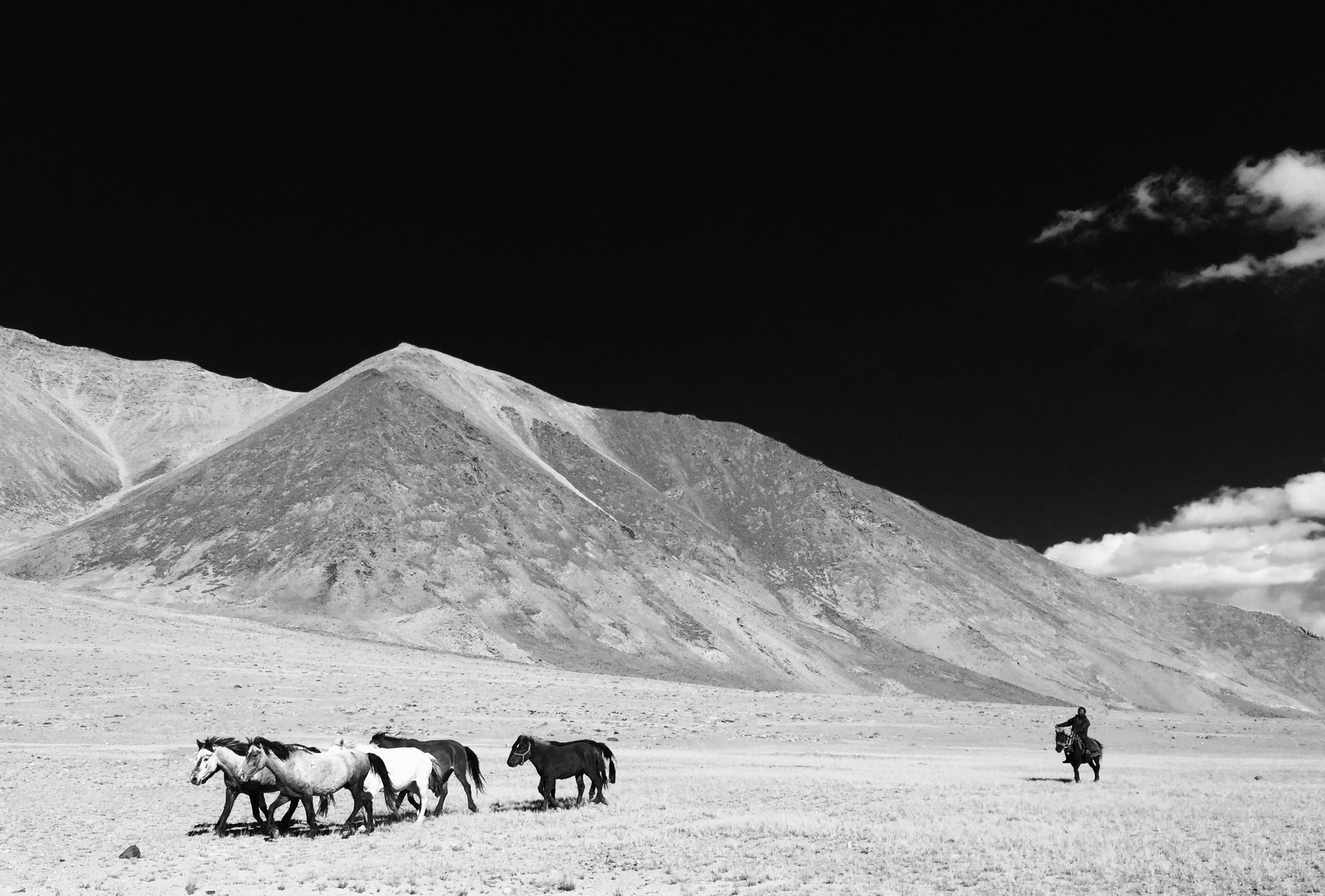 A rider leads a herd of horses across the rural landscape of LA, India with majestic hills in the background.