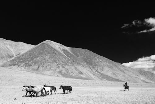 Wild horses of ladakh 