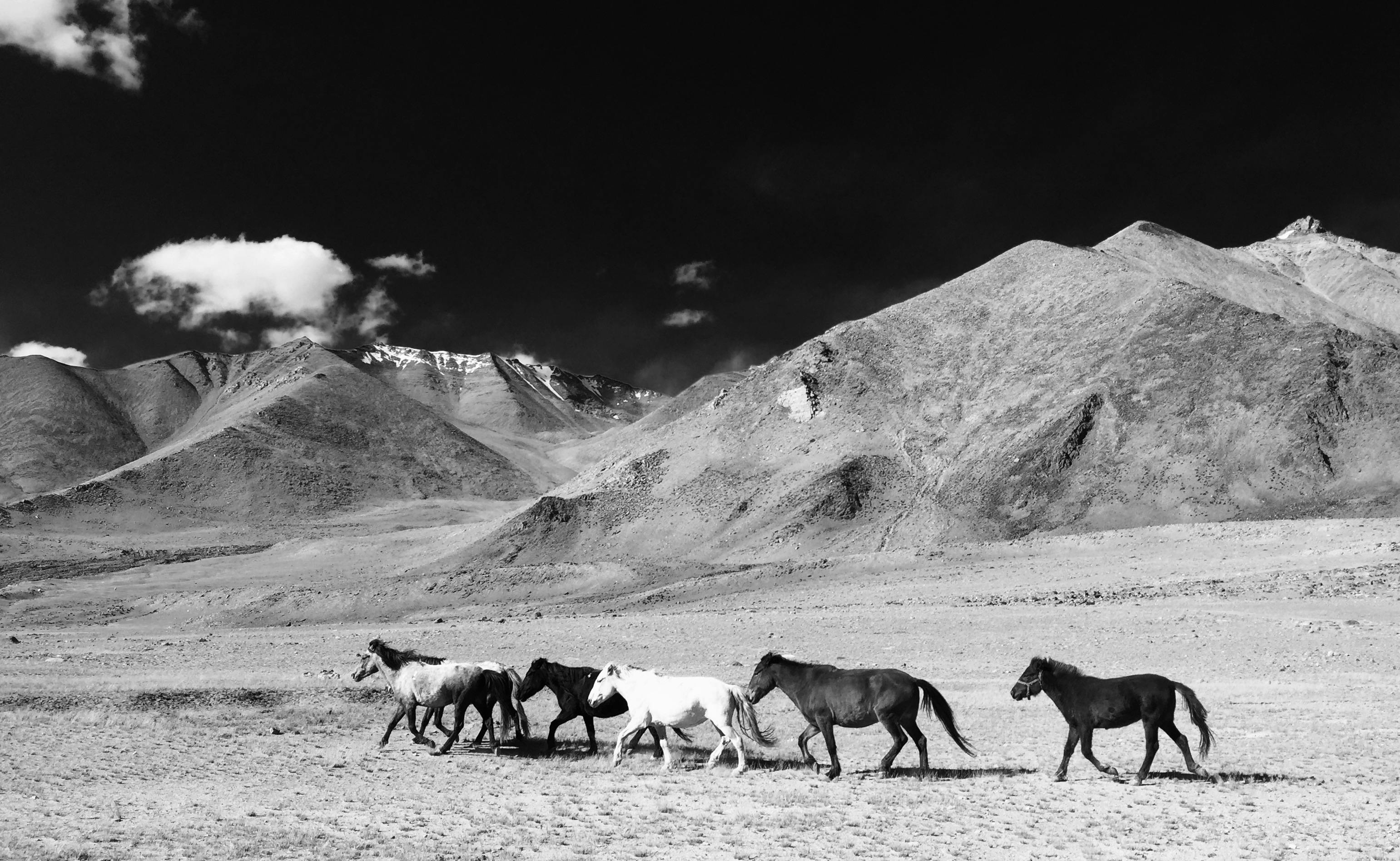 Black and white photo of wild horses running in a scenic mountain valley under a clear sky.