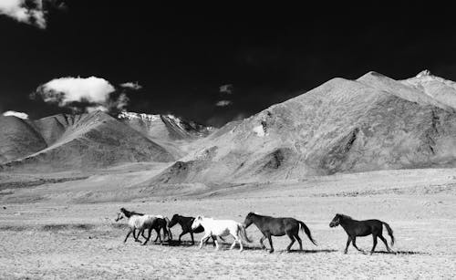 A black and white photo of horses running in the mountains