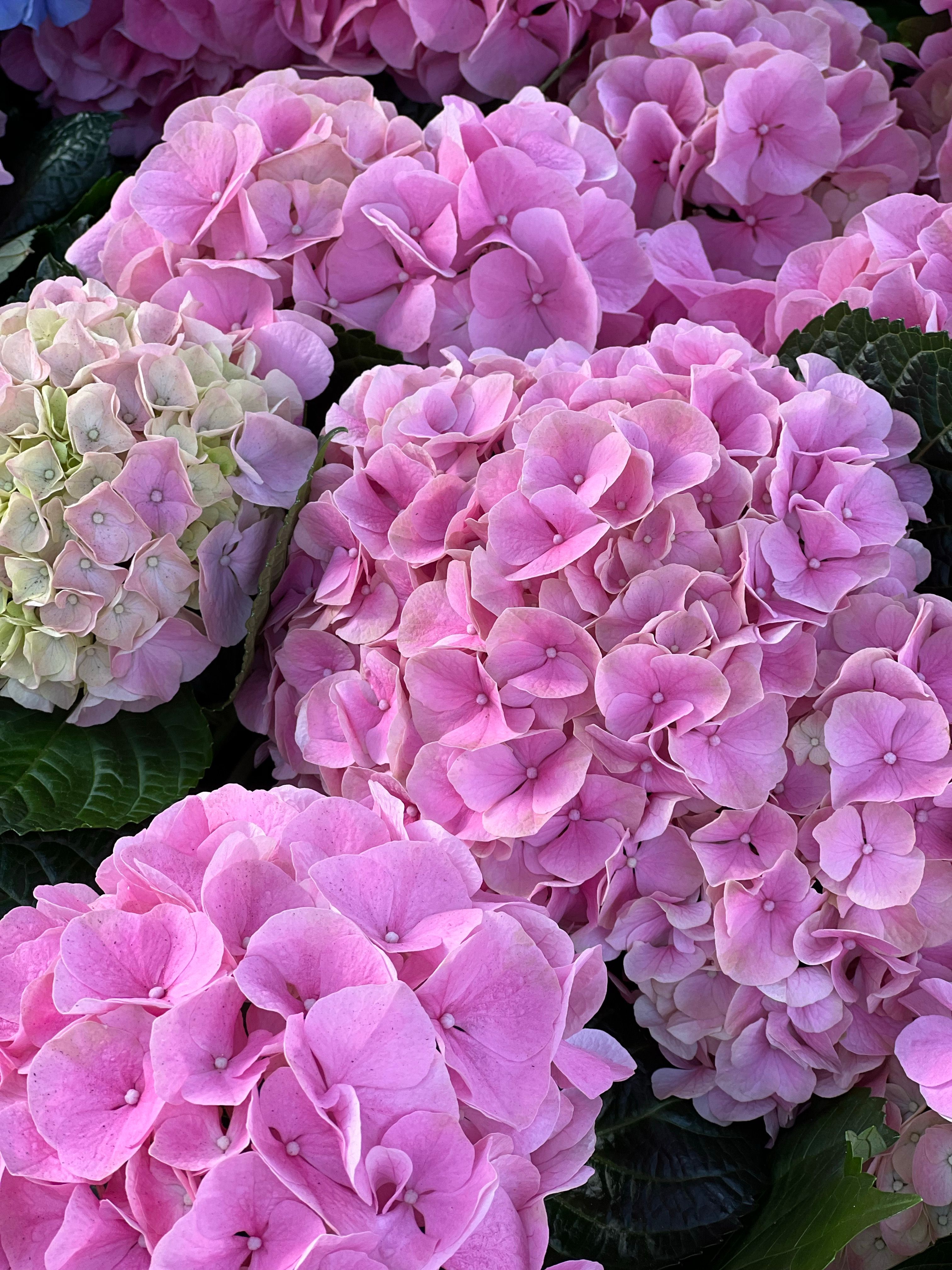 Pink Hydrangea Flowers in Garden · Free Stock Photo
