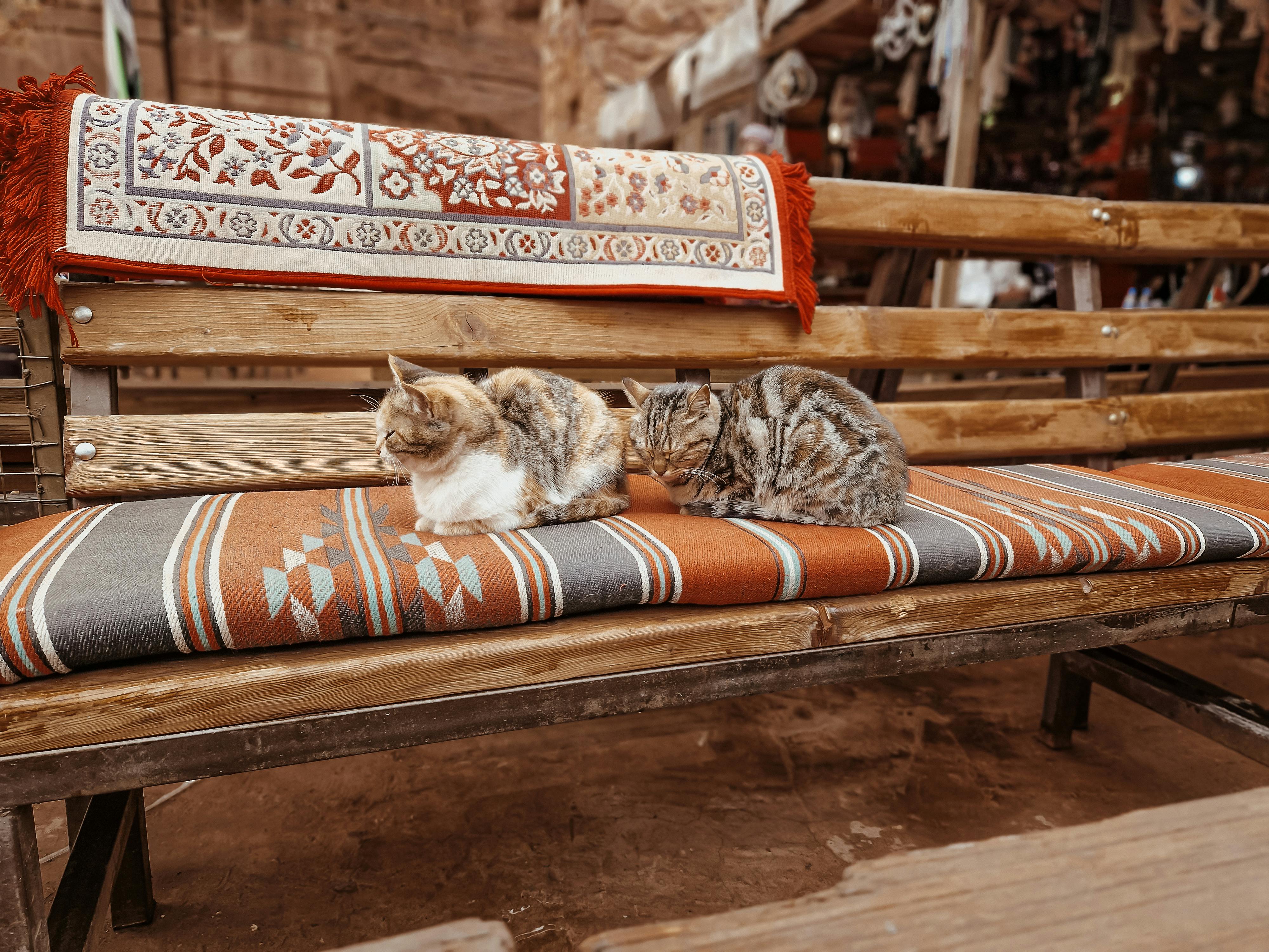 cats lying down on bench