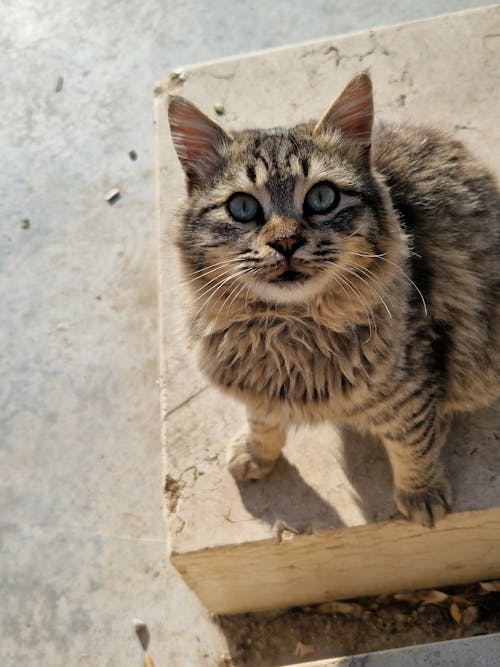 Безкоштовне стокове фото на тему «getigerte katze, великі очі, волосина»