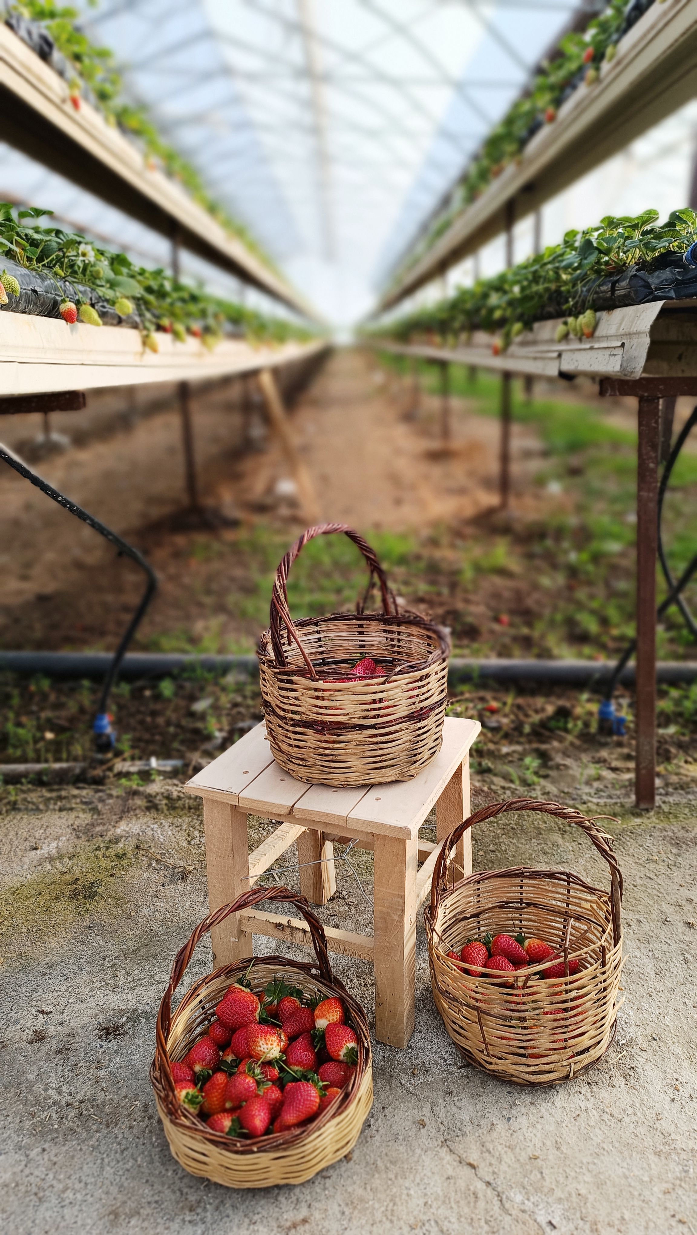 Freshly harvested strawberries in woven baskets inside a vibrant greenhouse. Ideal for fresh produce themes.
