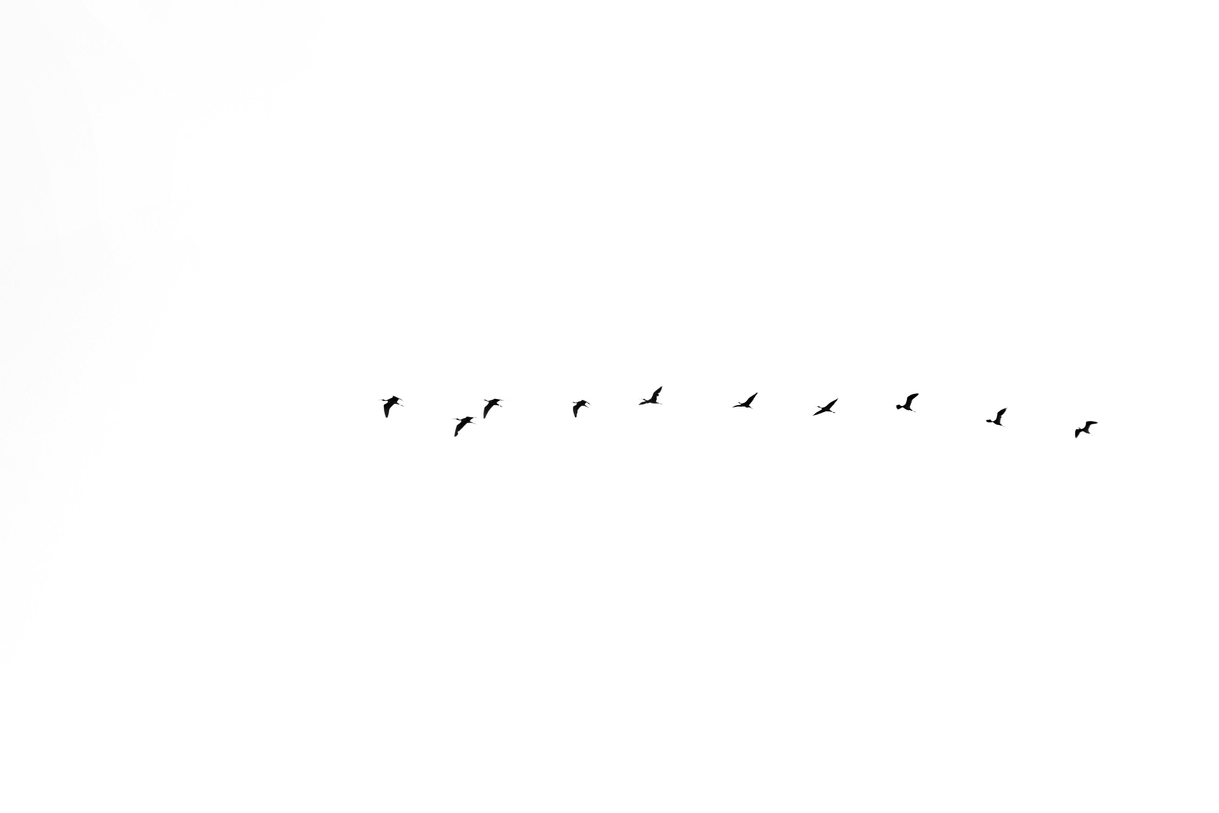 Silhouette of birds flying in formation against a clear sky. Simple and elegant composition.