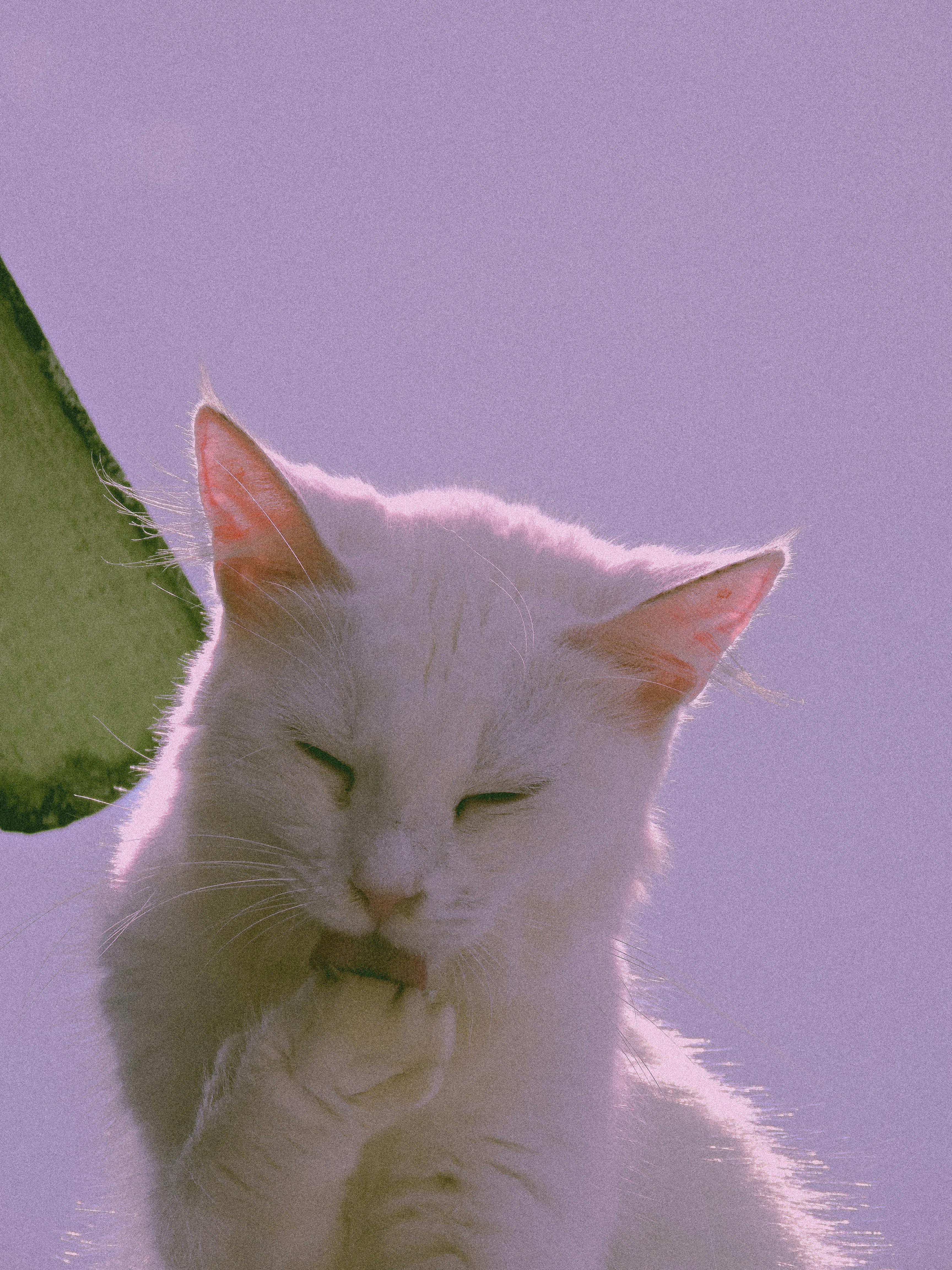 Adorable white cat sitting in soft sunlight, grooming itself.