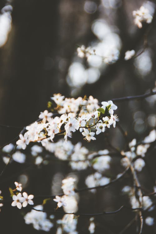 Close Up Zdjęcie Białych Płatków Kwiatów
