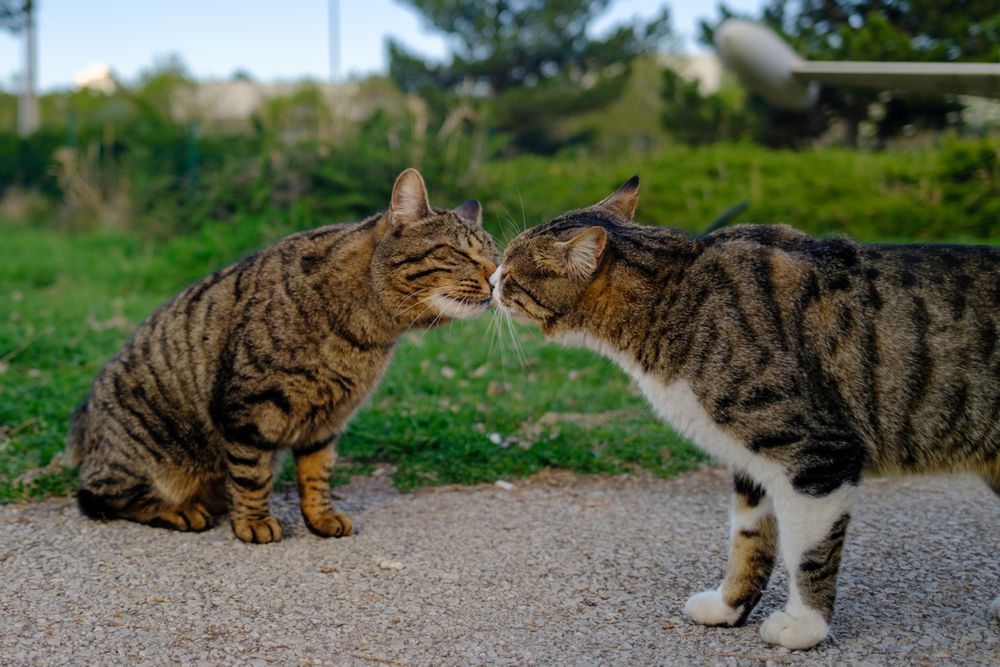 Two cats gently touching noses outdoors