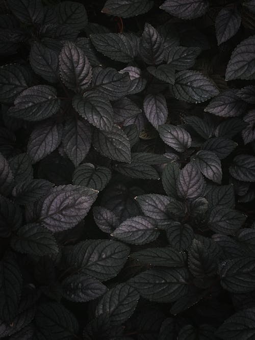 Black leaves on a dark background