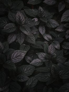 Close-up of dark green leaves creating a lush, moody plant background.