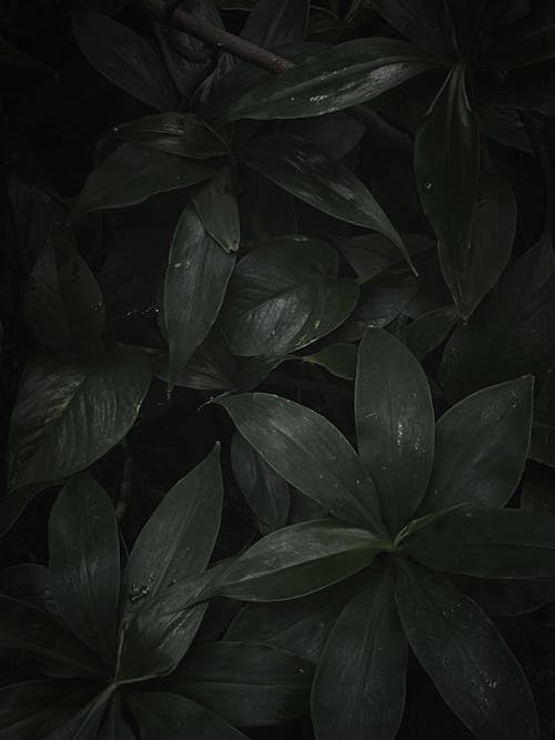 A dark background with green leaves
