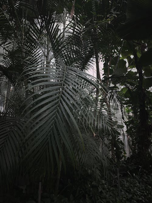 A dark room with a lot of palm trees