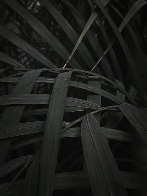 A close up of a palm leaf in the dark