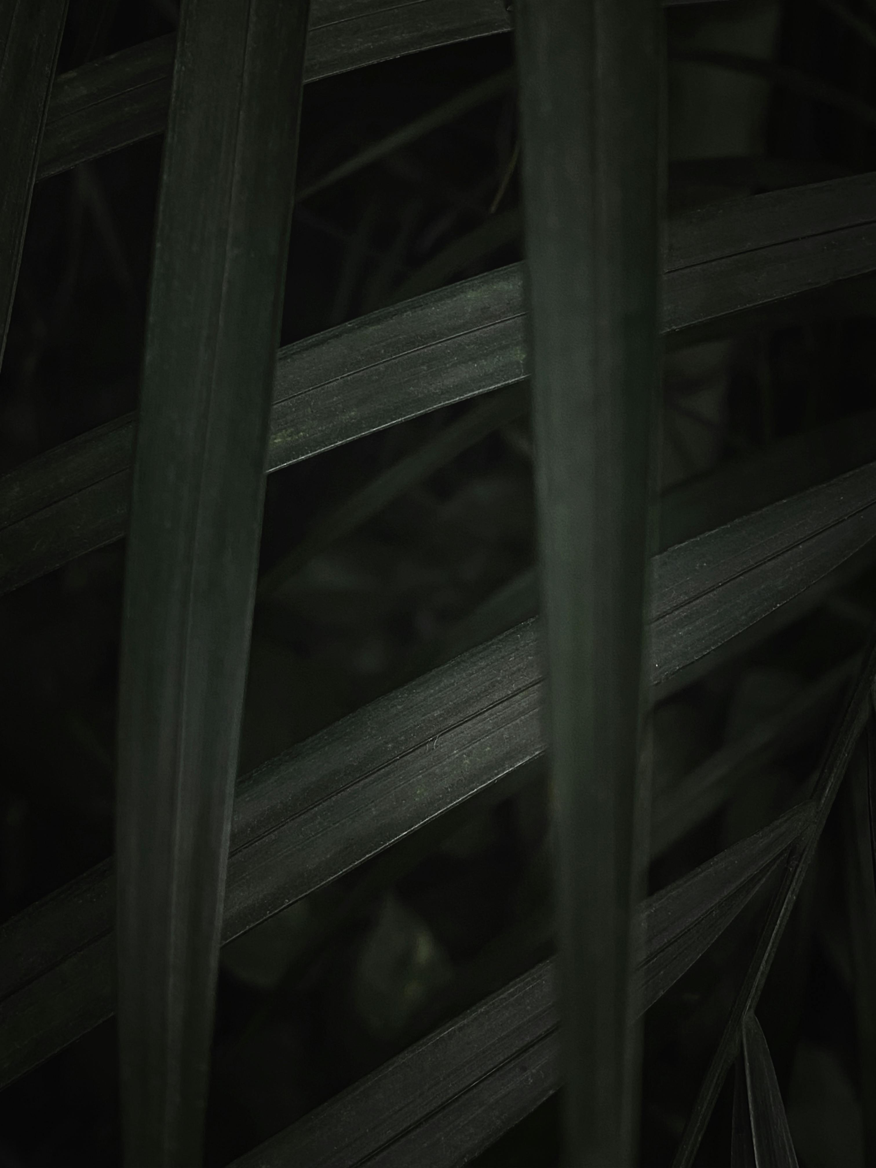 Free Close-up of dark green leaves in low light, emphasizing texture. Stock Photo