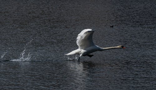 Swan lake