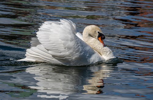 Swan lake