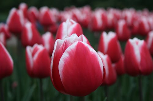 Rode Tulpen