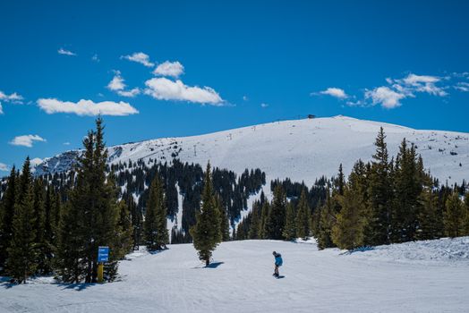 A lone snowboarder navigating a snowy mountain slope under a clear blue sky, surrounded by pine trees.