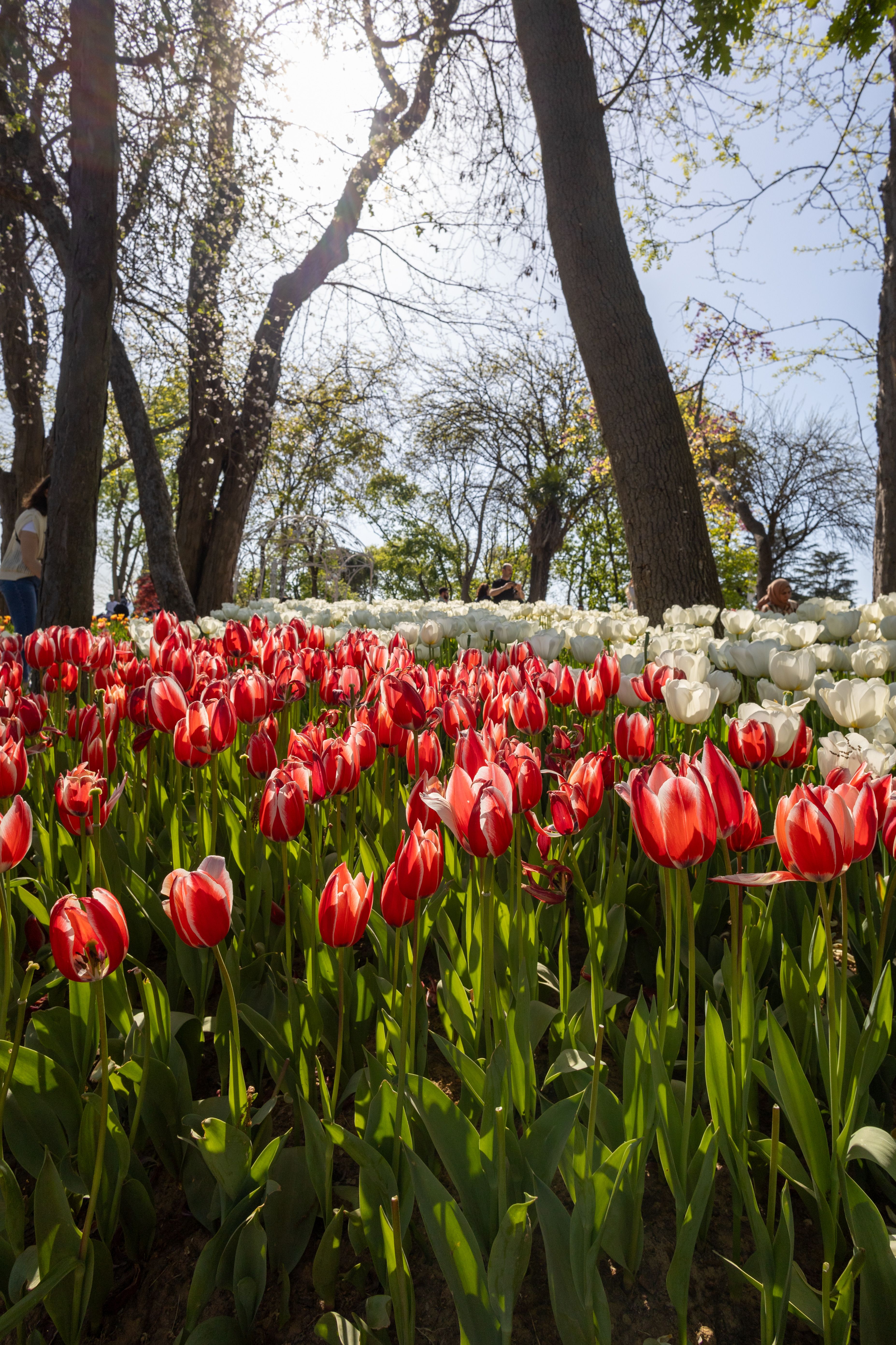 Red and White Tulips Growing in a Park · Free Stock Photo
