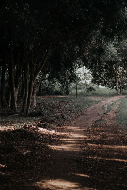 Free Tranquil woodland pathway in fall, displaying dappled sunlight and lush greenery. Stock Photo