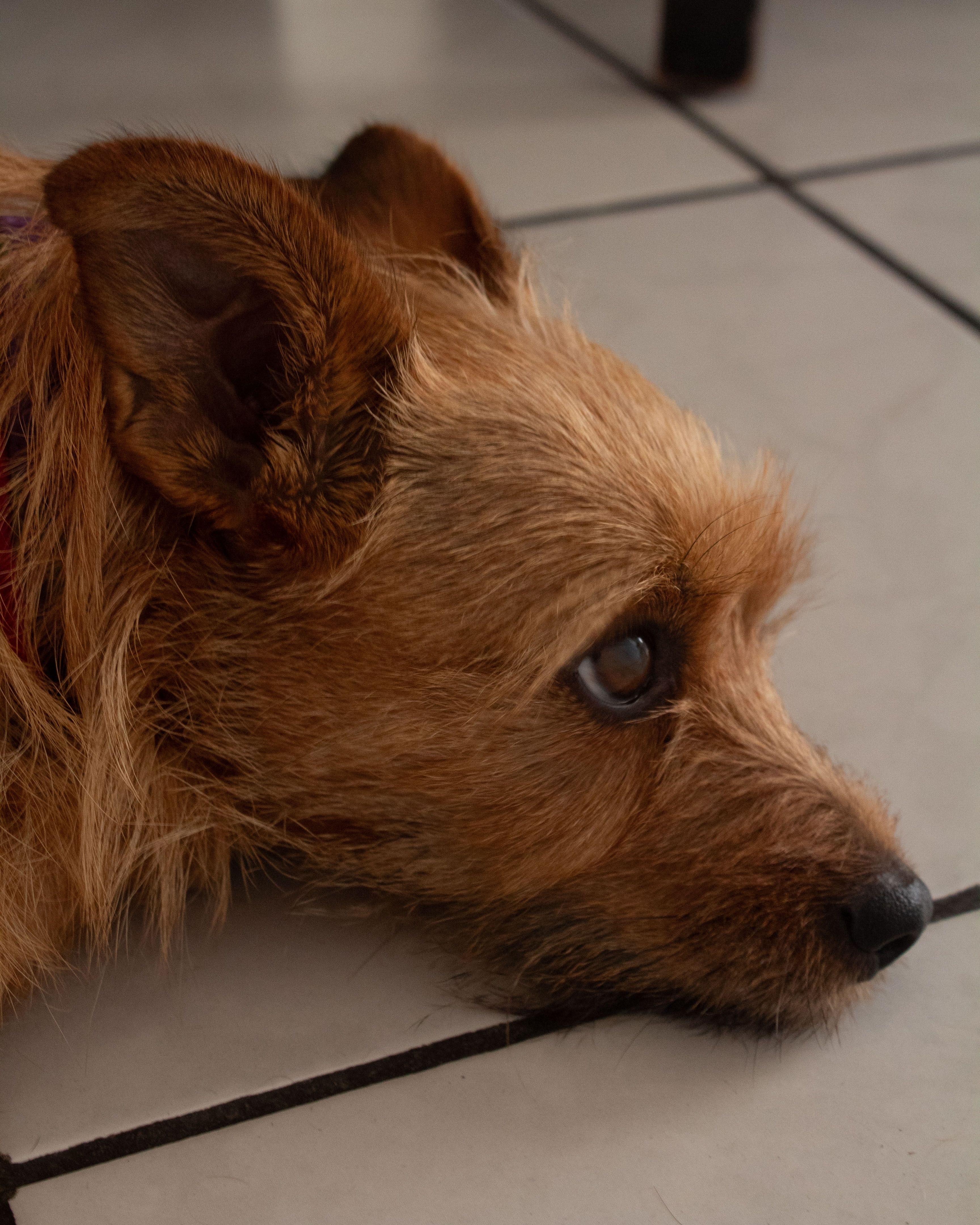 Close-up of a Dog Lying on a Floor · Free Stock Photo