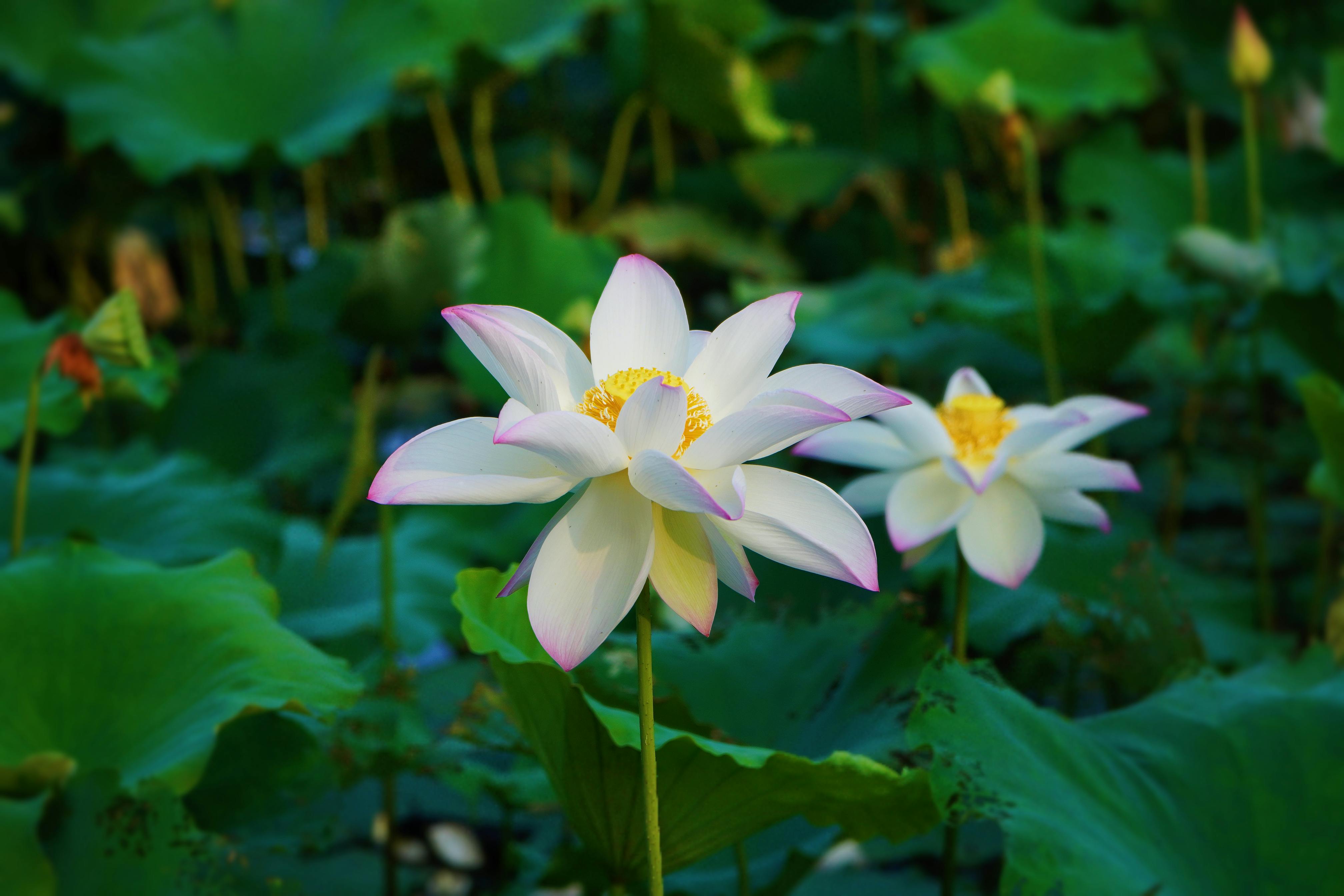 Free White lotus flowers with pink tips blooming amidst lush green leaves in a serene outdoor setting. Stock Photo