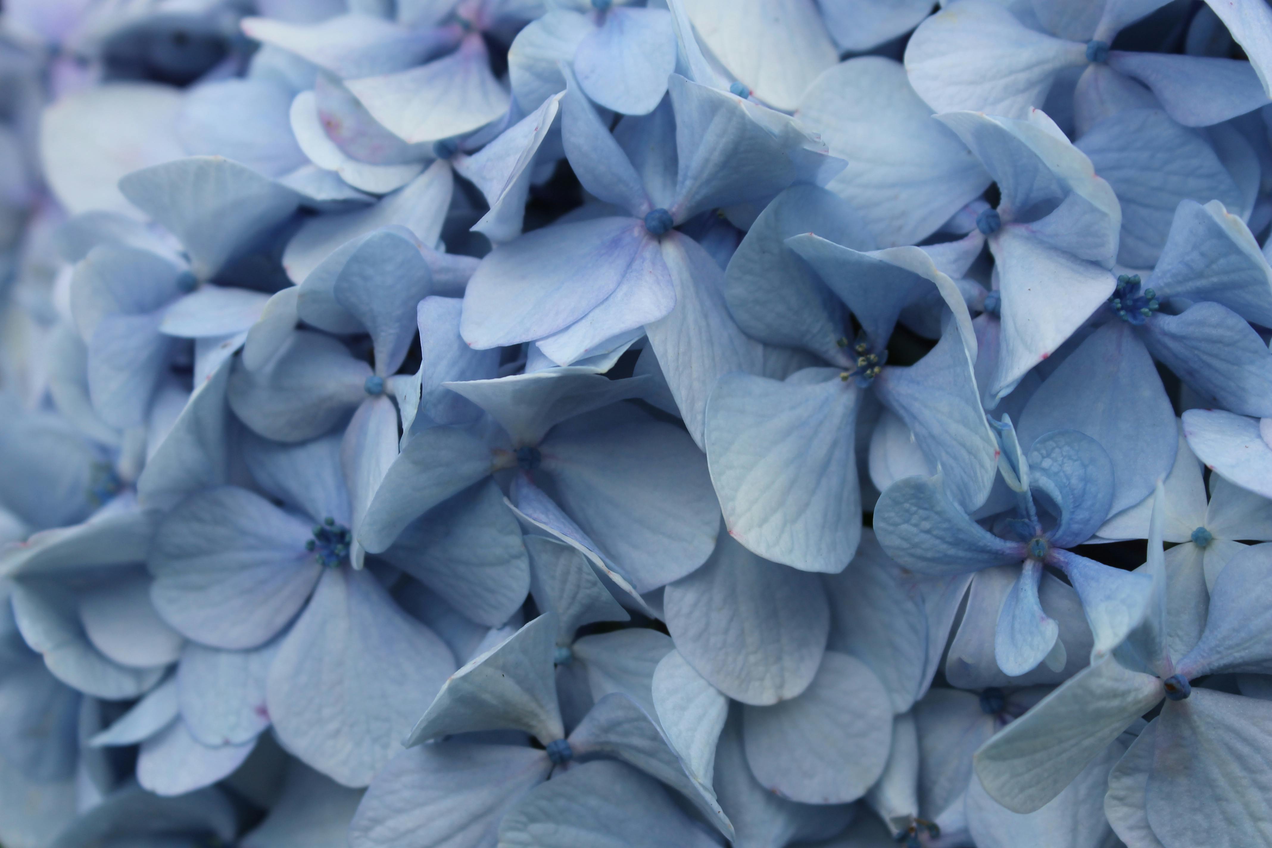 Free stock photo of flora, flower, flowers