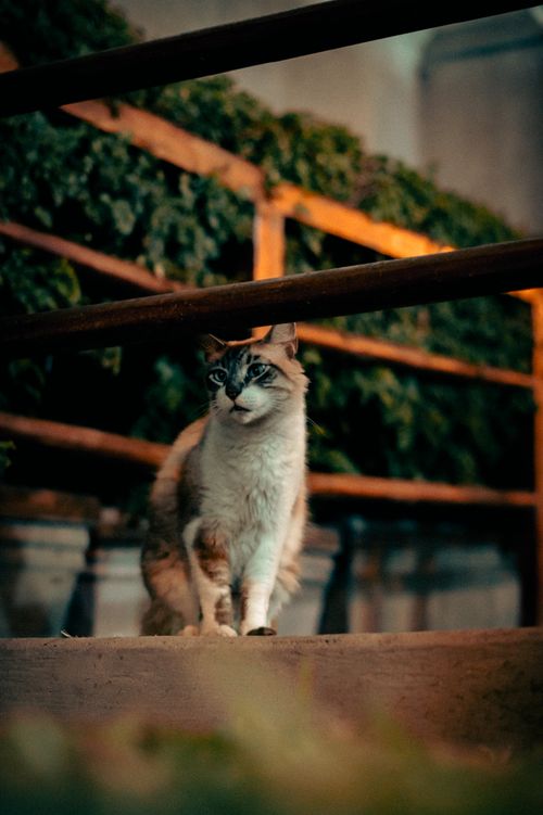 Free SONY DSC Stock Photo