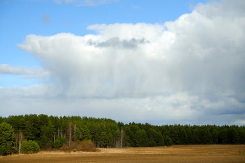 A large field with trees and clouds in the sky