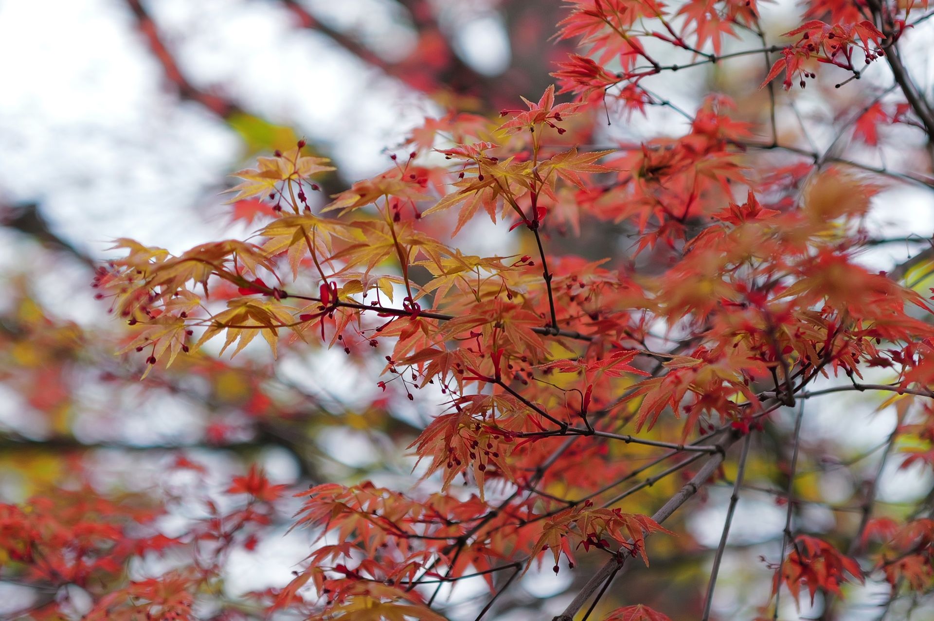 Close-up of vivid red Japanese maple leaves, showcasing autumn beauty and nature's captivating colors.