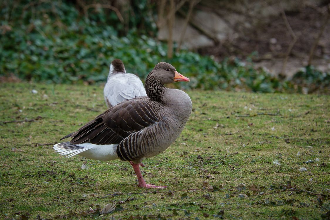 Goose Stranding Goose Standing Outdoors · Free Stock Photo