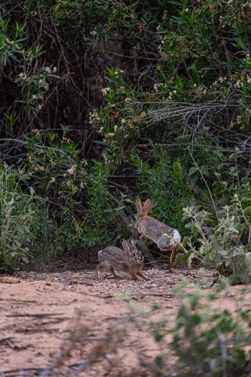 Photo of Two Rabbits in a Forest · Free Stock Photo