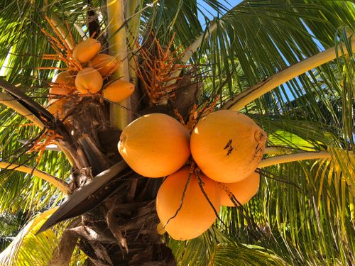 Free stock photo of coconuts, palm trees Stock Photo