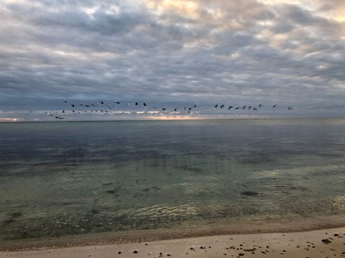 Free stock photo of akumal, beach, birds Stock Photo