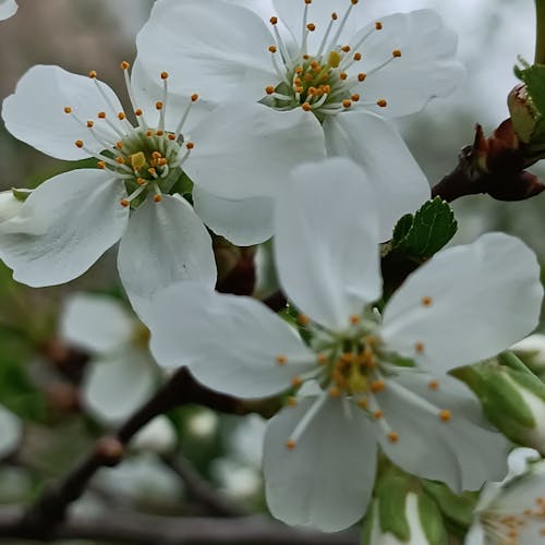 Foto stok gratis apel, bunga, keindahan alam
