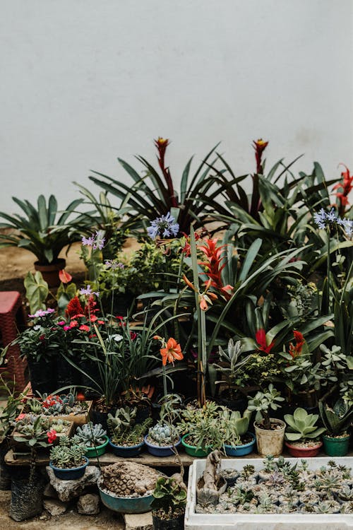 Imagine de stoc gratuită din cactus, cactus plante, câmp de flori