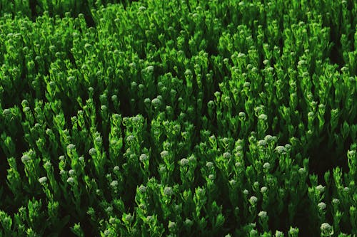 Green Plants On A Field