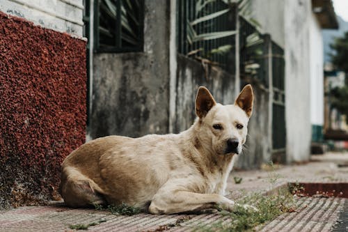 Perro Callejero en El Salvador