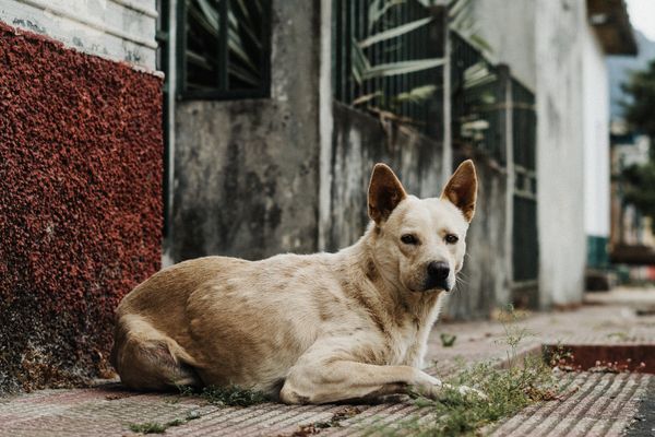 Cão abandonado deitado na calçada