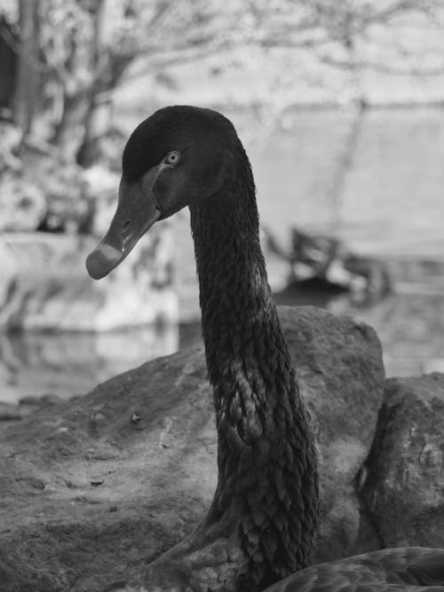 Fotobanka s bezplatnými fotkami na tému čierna labuť, čierny a biely, labuť