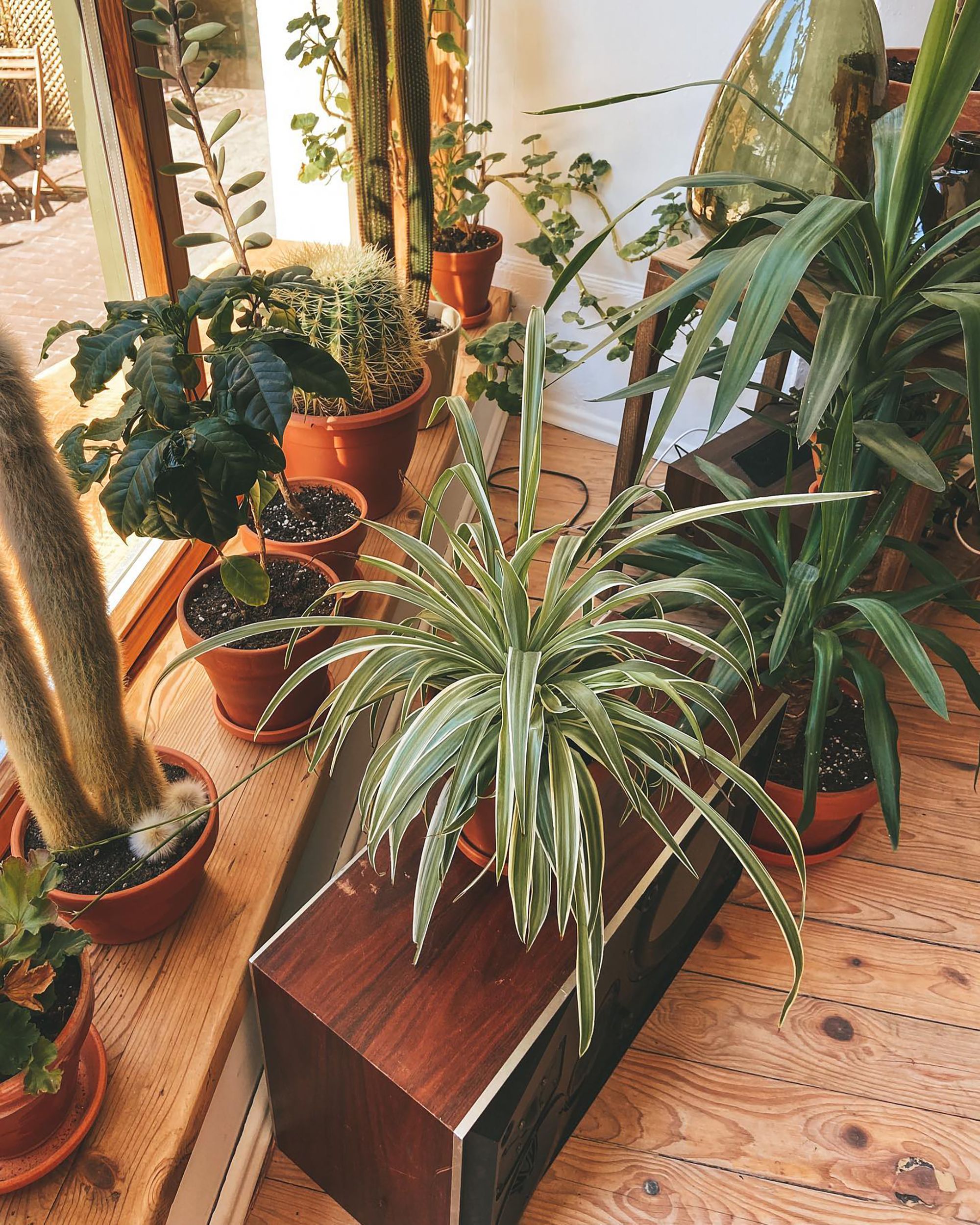 Casa_plantas