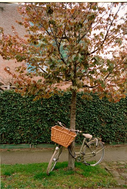 A bicycle with a wicker basket leaning against a tree on a sidewalk in autumn.