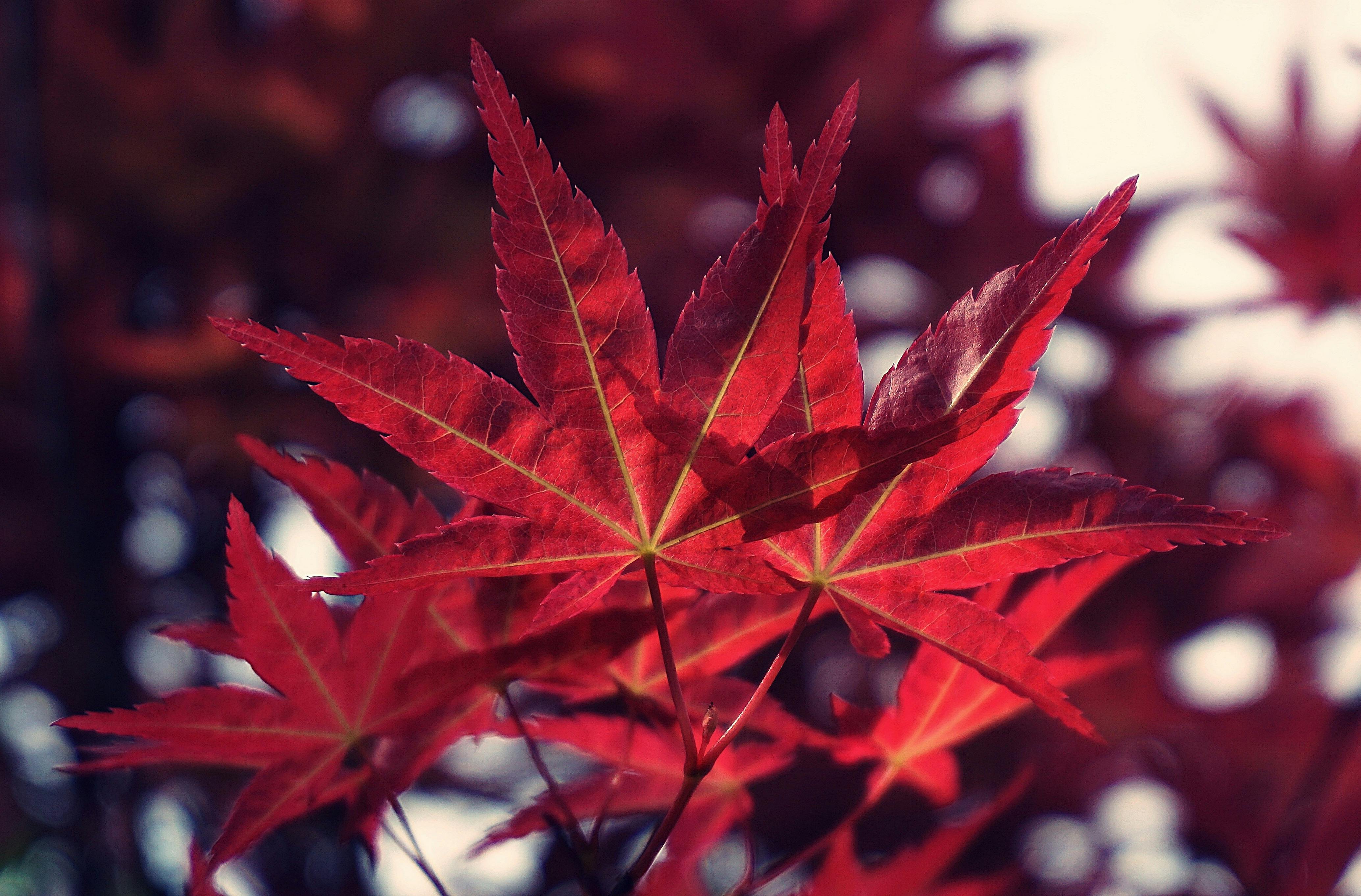 Red Leaves Photos Download The BEST Free Red Leaves Stock Photos  HD  Images