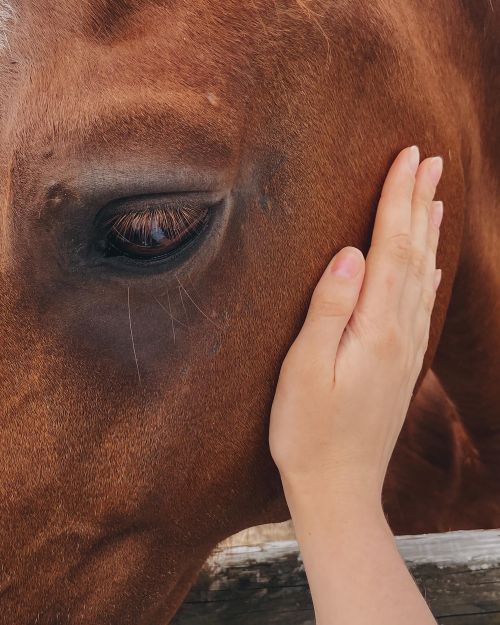 Free Tender moment of a woman's hand softly patting a brown horse's head, emphasizing gentle connection. Stock Photo