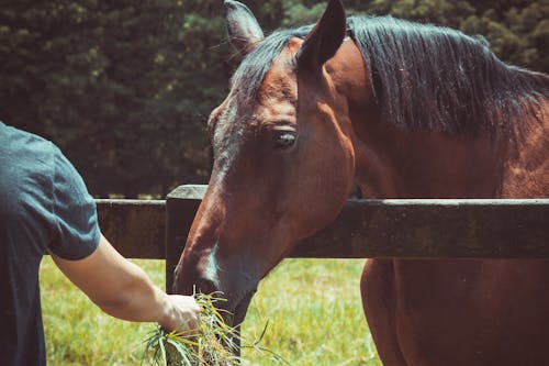 Free Person Feeding Horse Stock Photo